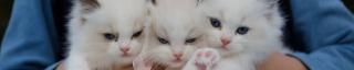 forcats 0.4.0