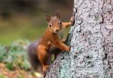 Five ways to do least squares (with torch)